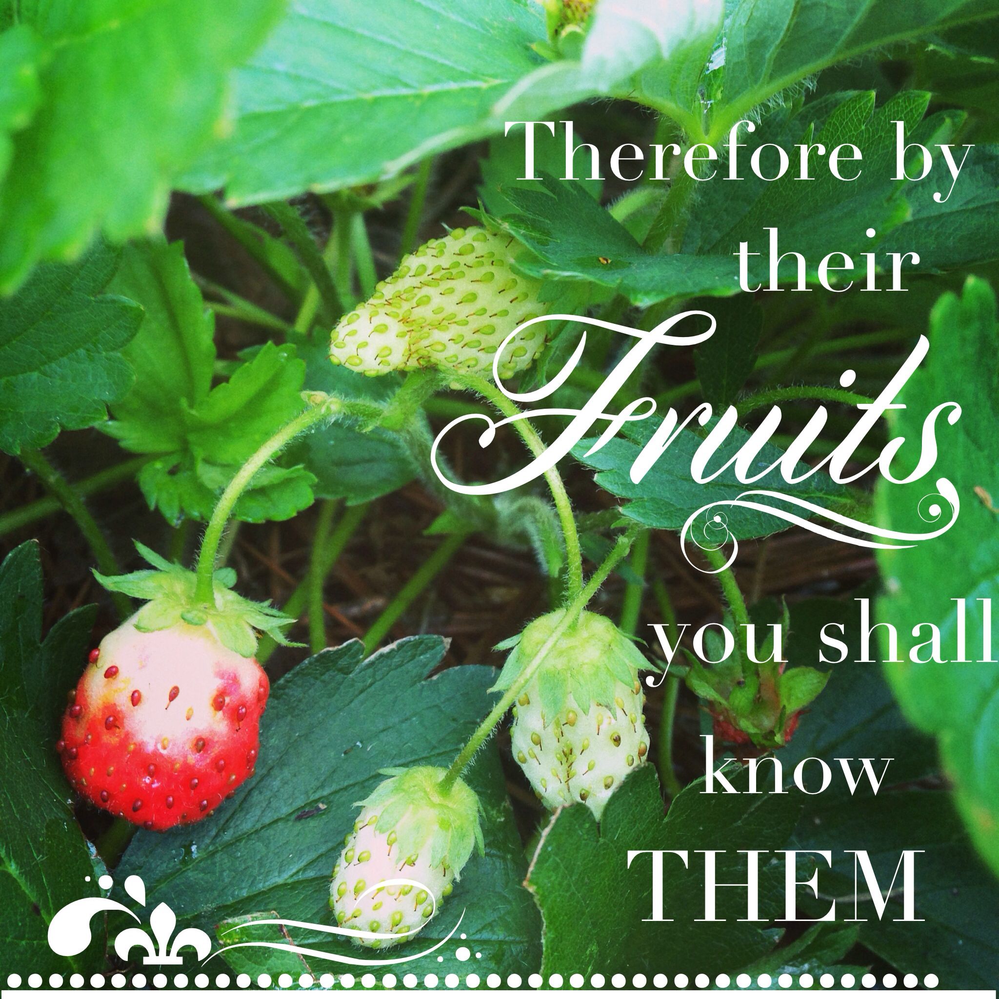 By their fruits you shall tell